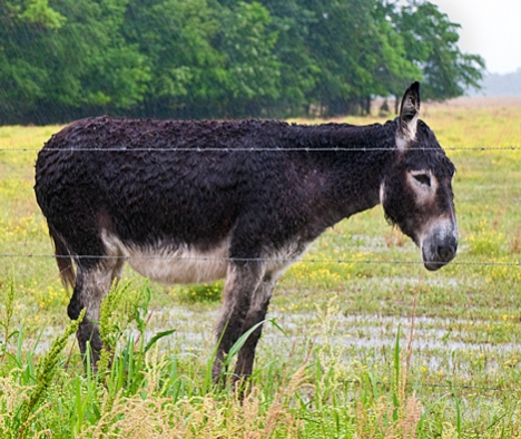 This jenny (a mamma donkey) seems unfazed and could care less about being soaked. 