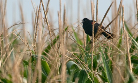  I leave you this week by giving you the bird. The redwinged blackbird was perched in a healthy stand of corn near Cornerstone, Arkansas. I stopped to look at the corn and the bird. He staid put until I got the shot and then departed.