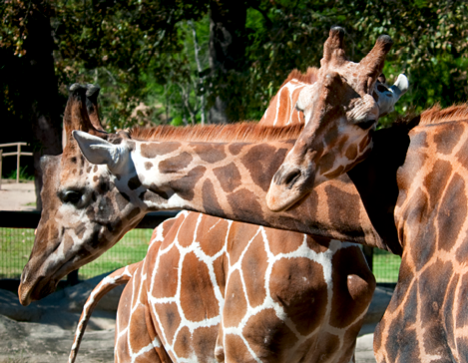 Affectionate giraffes