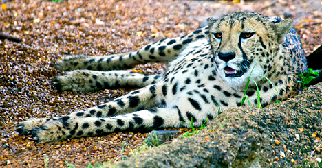 reclining cheetah