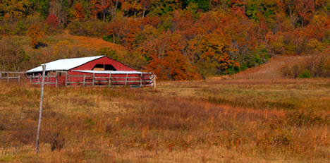Fall foliage and barn