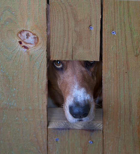 Bassett Hound looks out a hole in a gate
