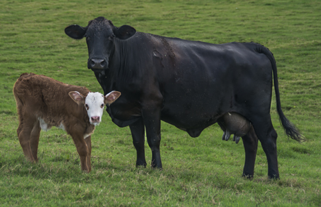 Angus cow and her calf