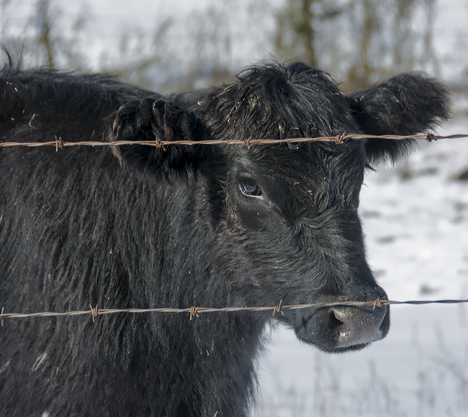 Black angus calf at pasture fence