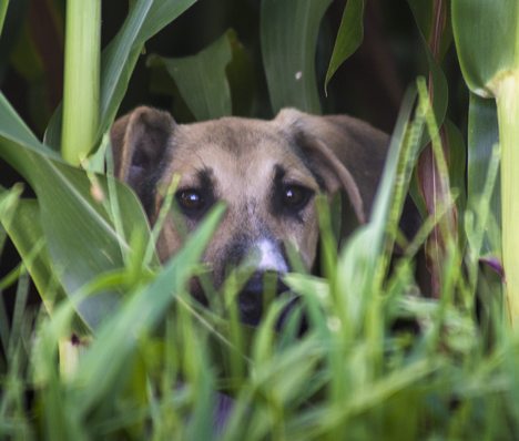 Dog peeking from behind corn stalks